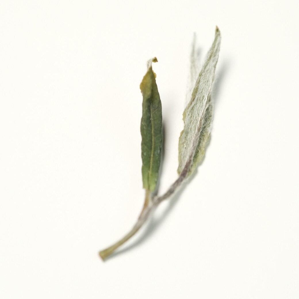 Cha Season's Fuding White Tea - Pure, Natural Flavor