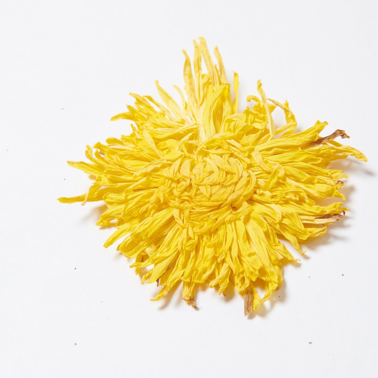 Cha Season's Royal Chrysanthemum - Floral & Refreshing Herbal Tea